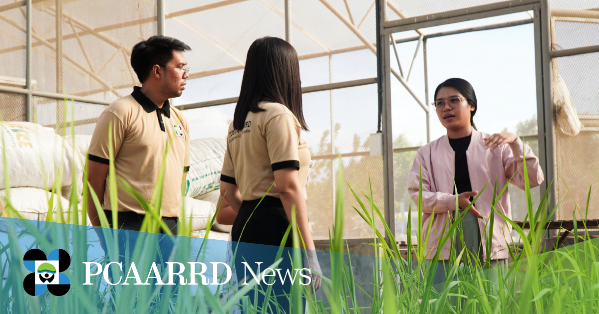 DOST-PCAARRD, PhilRice to improve rice root systems for increased  adaptability to drought